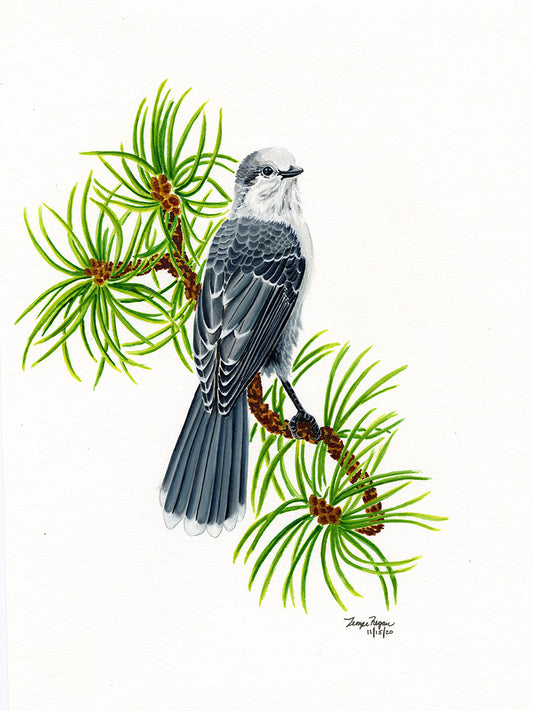 Canada Jay