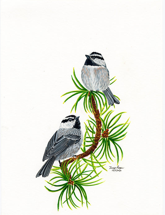 Mountain Chickadees