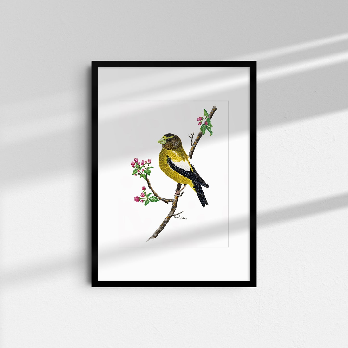 Evening Grosbeak