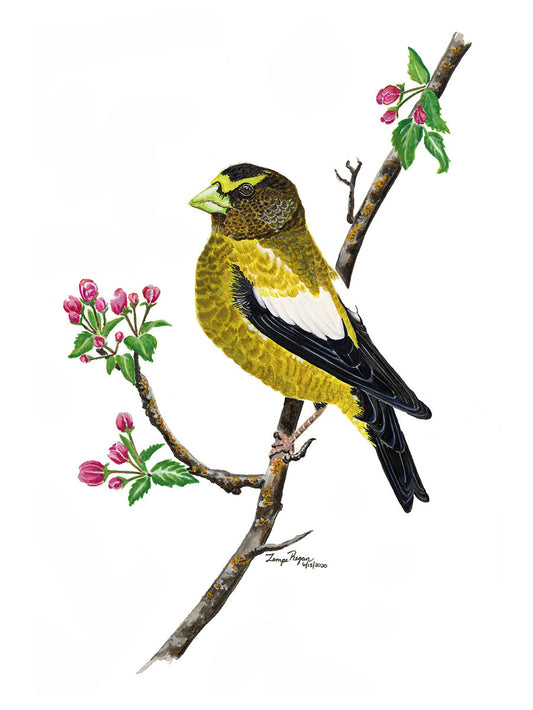 Evening Grosbeak