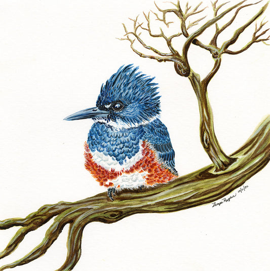 Belted Female Kingfisher