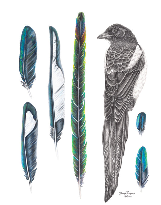 Ghost Magpie