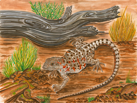 Long-nosed Leopard Lizard