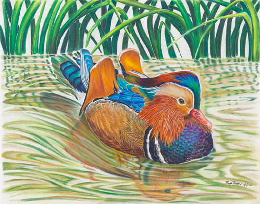 Mandarin Amongst the Reeds