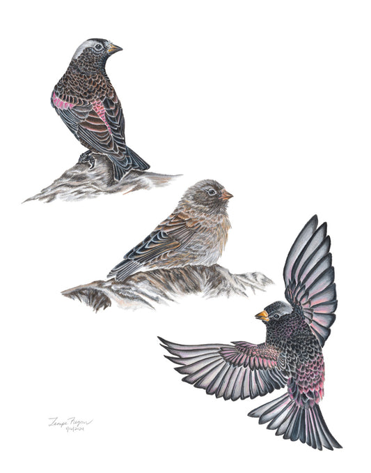 Black Rosy-finch Study