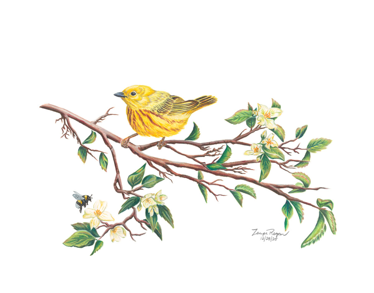 Western Bumblebee and Yellow Warbler on Syringa
