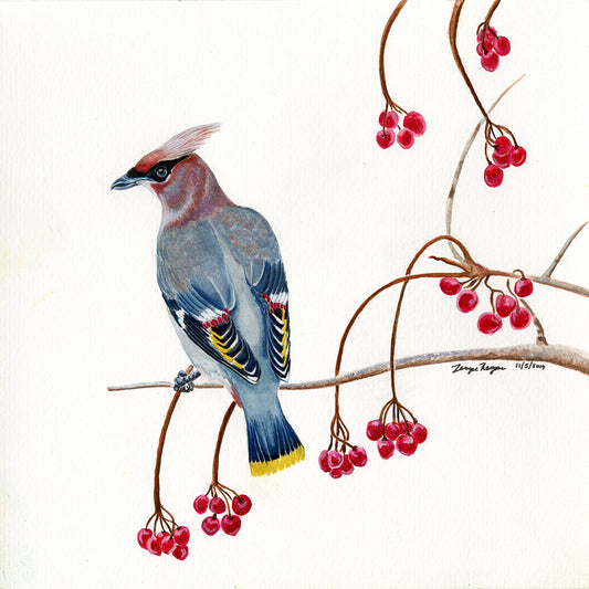Bohemian Waxwing