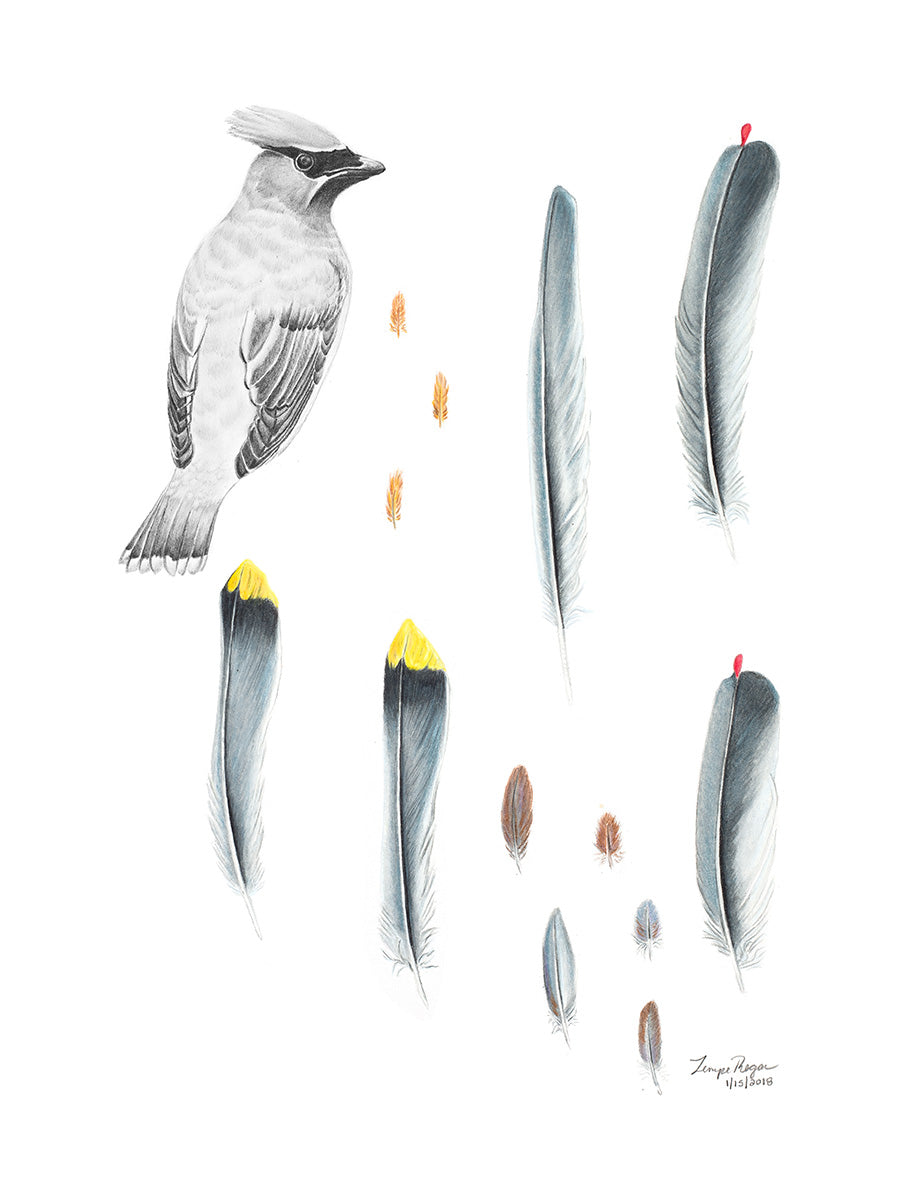 Ghost Waxwing