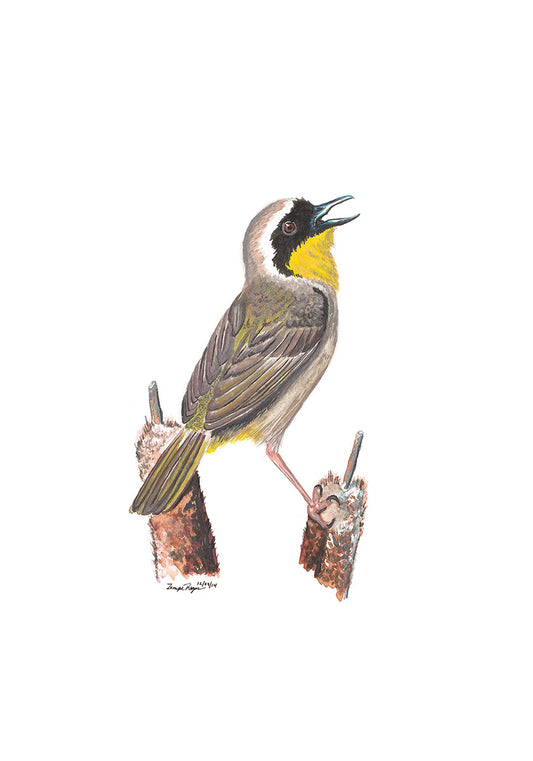 Common Yellowthroat