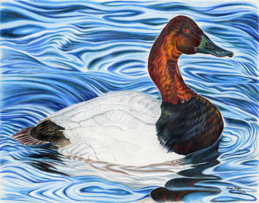 Canvasback Drake