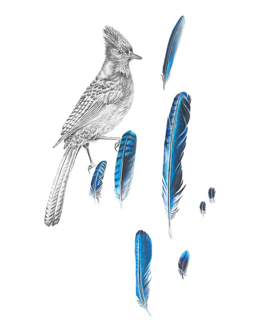 Ghost Jay