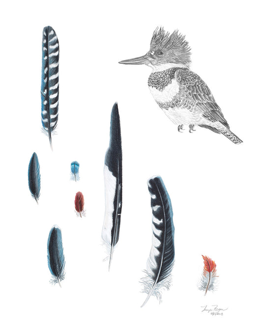Ghost Kingfisher