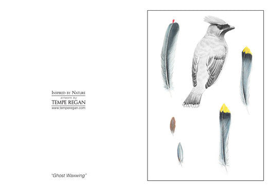Feather Study Card