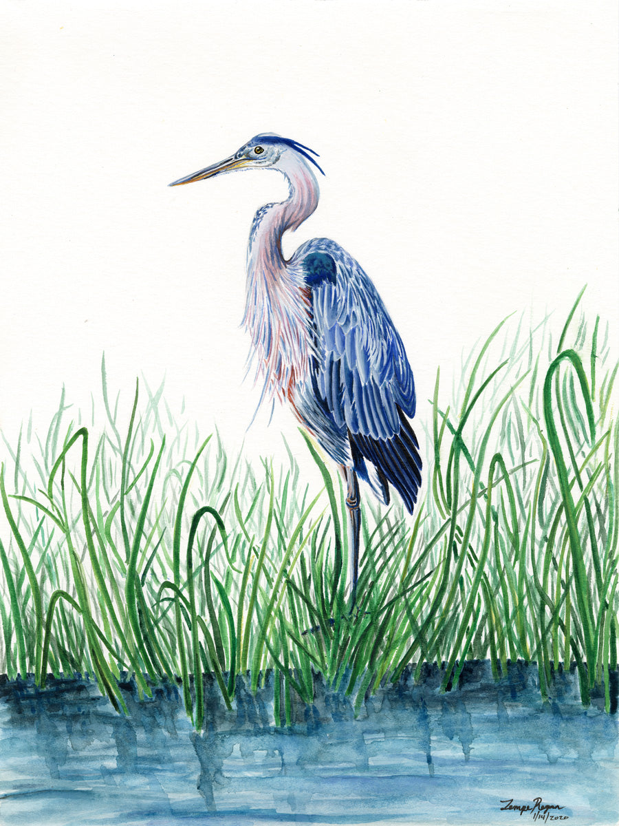 Great Blue Heron