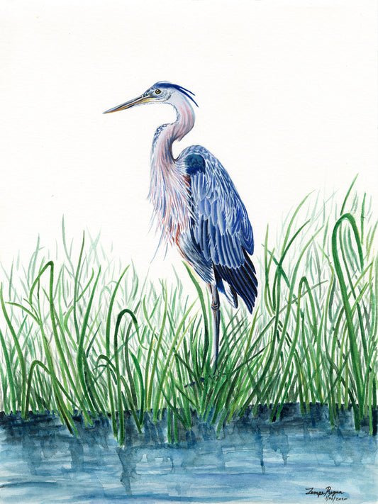 Great Blue Heron