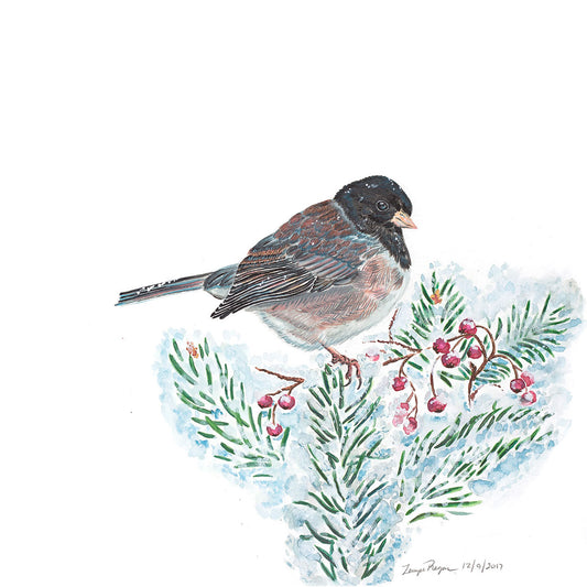 Junco in Winter