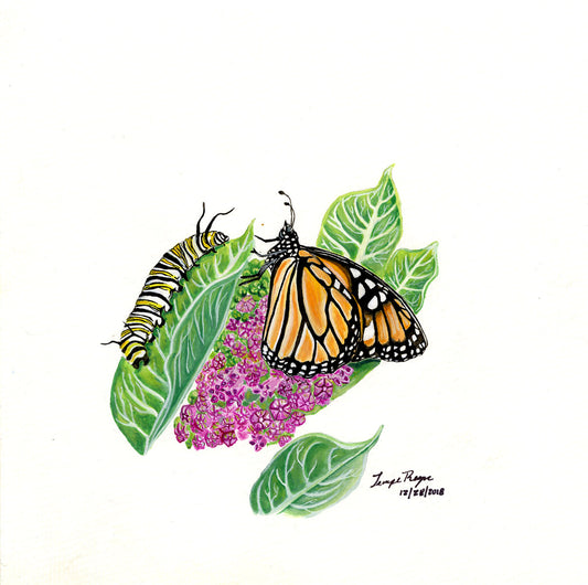 Monarch Butterfly