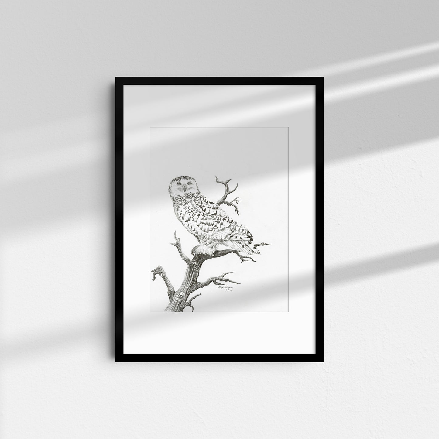 Snowy Owl