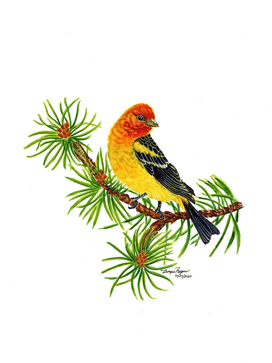 Western Tanager