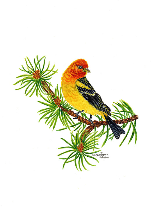 Western Tanager