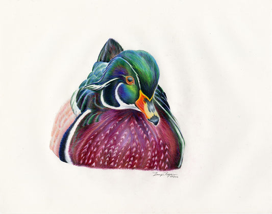 Wood Duck