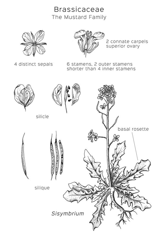 Brassicaceae Poster