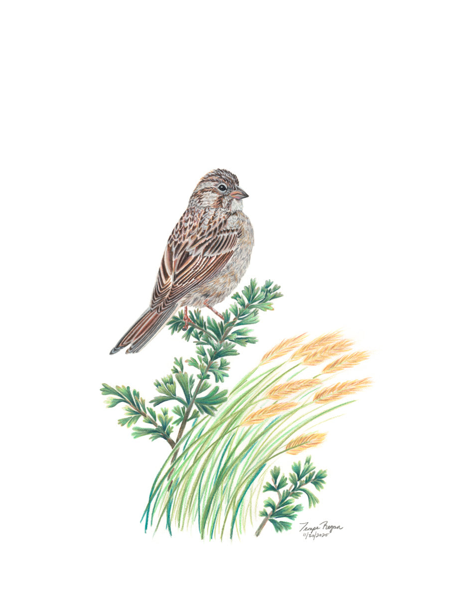 Brewer's Sparrow