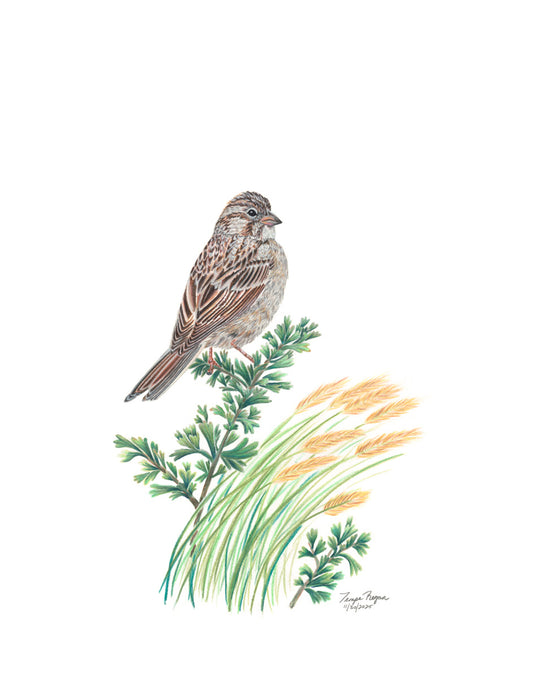 Brewer's Sparrow