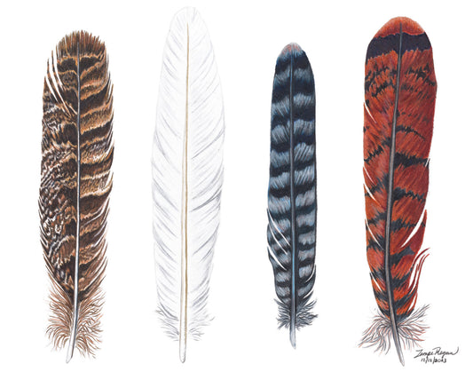 Raptor Tail Feather Study