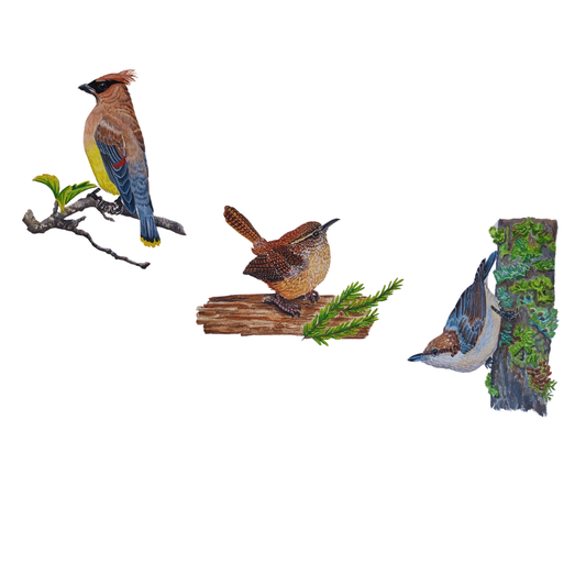 Mixed bird portrait - Brown-capped Nuthatch, Cedar Waxwing, Carolina Wren