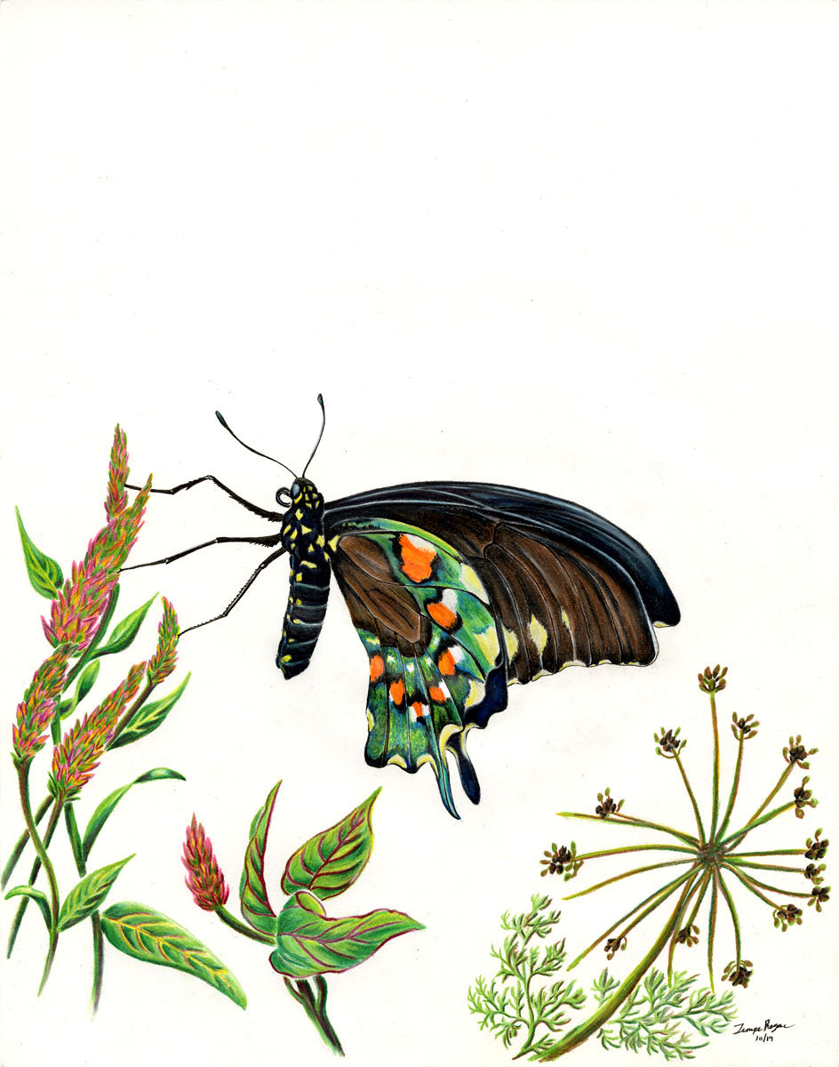 Pipevine Swallowtail