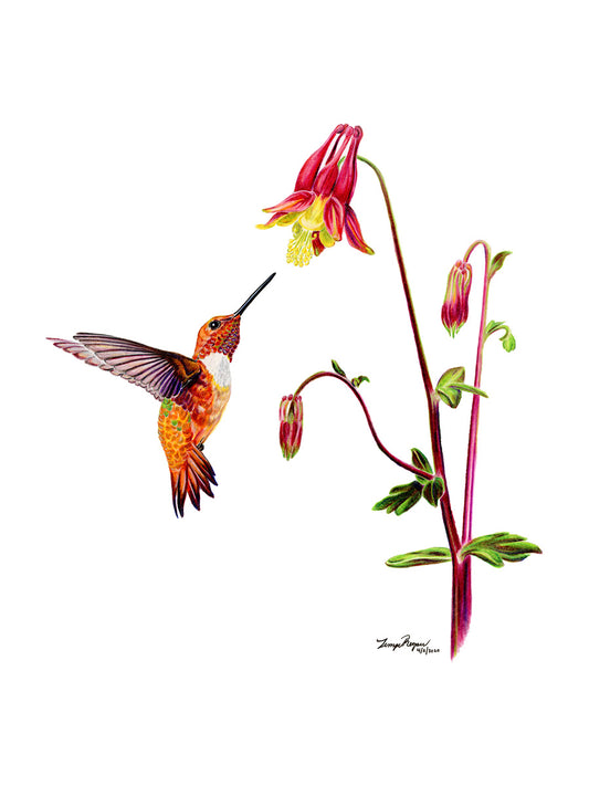 Rufous and Red Columbine