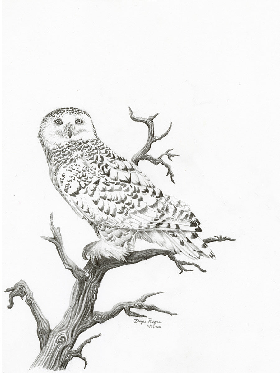 Snowy Owl – Tempe Regan Nature Artist